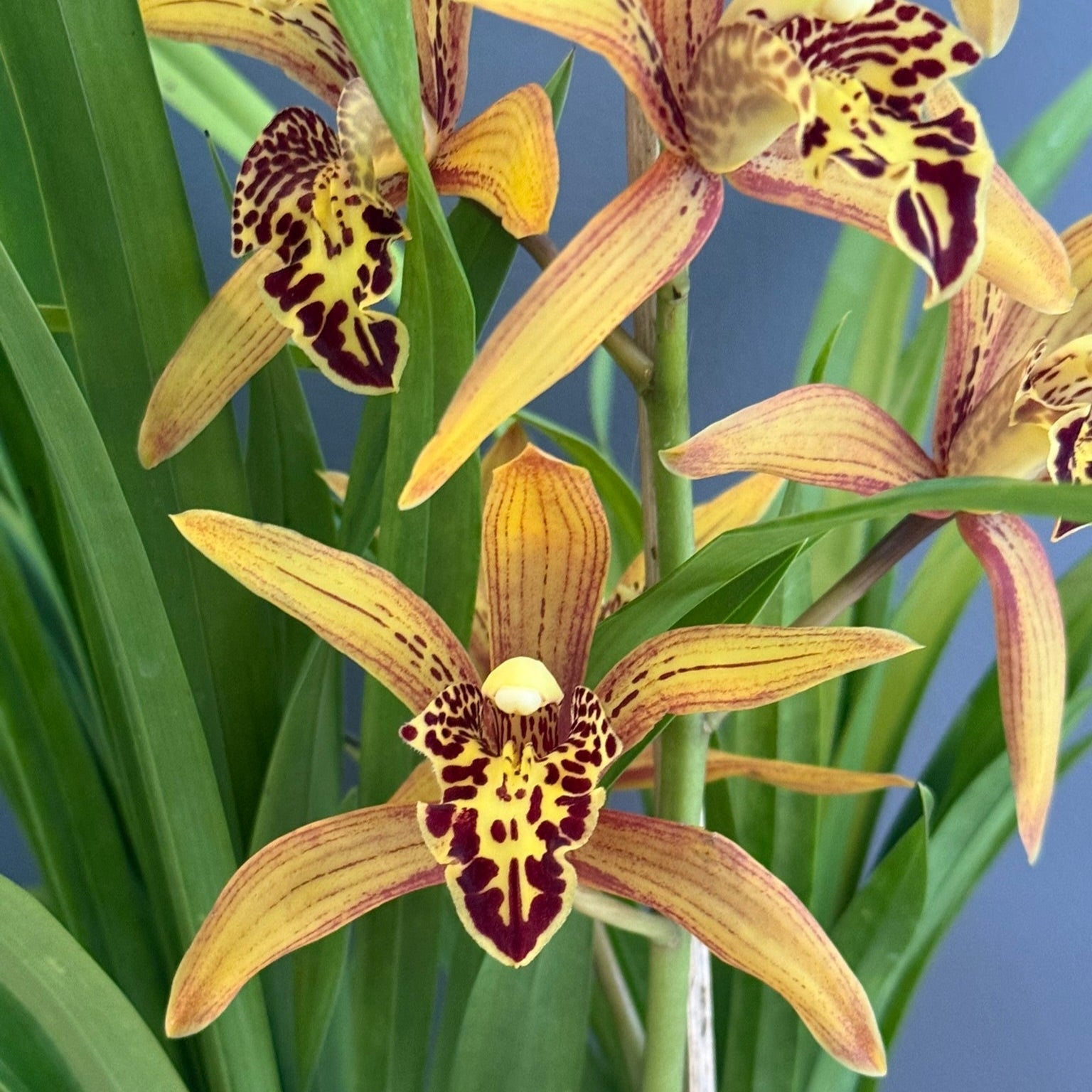 Cymbidium & Oncidium