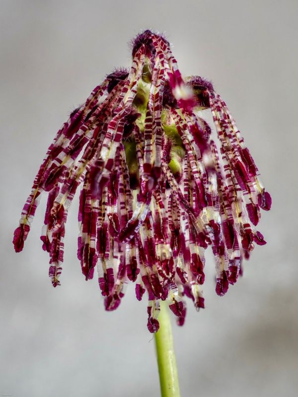 Bulbophyllum