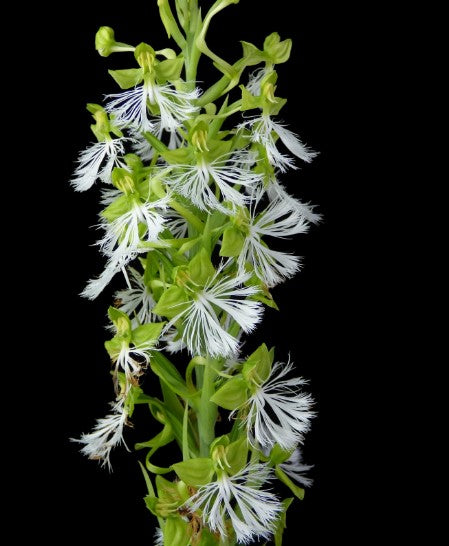 Habenaria