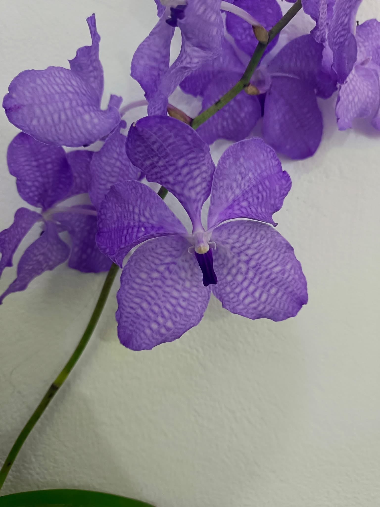 Vanda