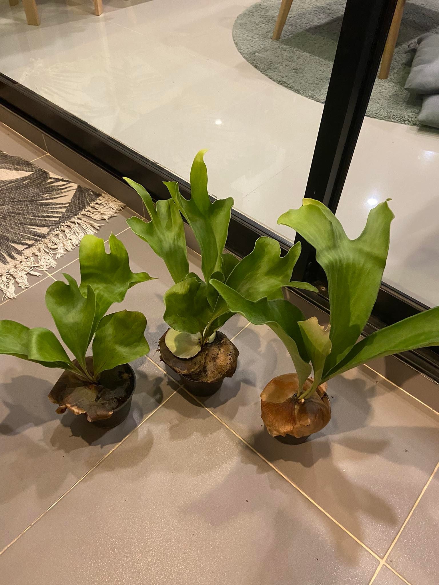 Platycerium hillii dragon - PotPlantPetal