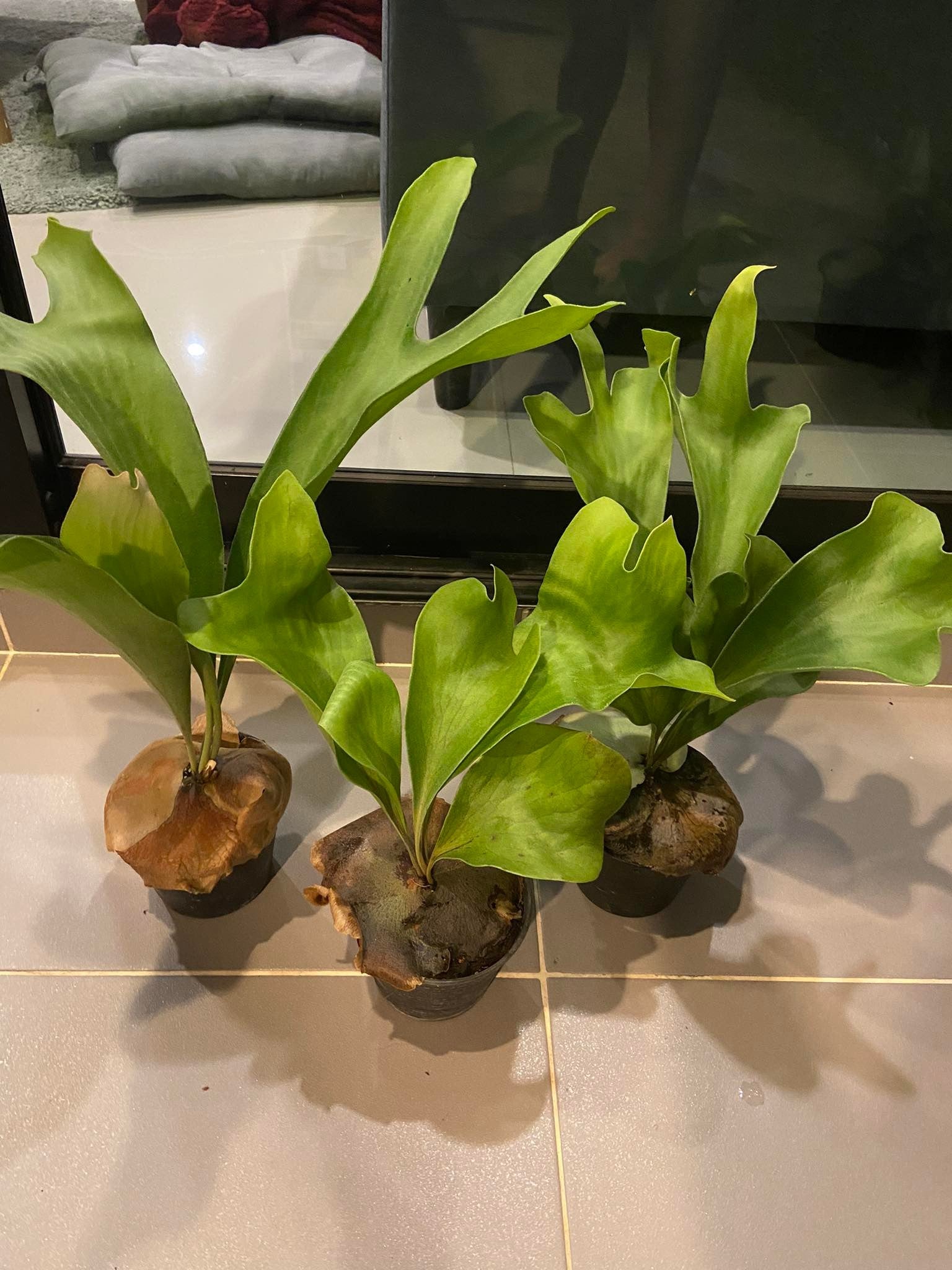 Platycerium hillii dragon - PotPlantPetal