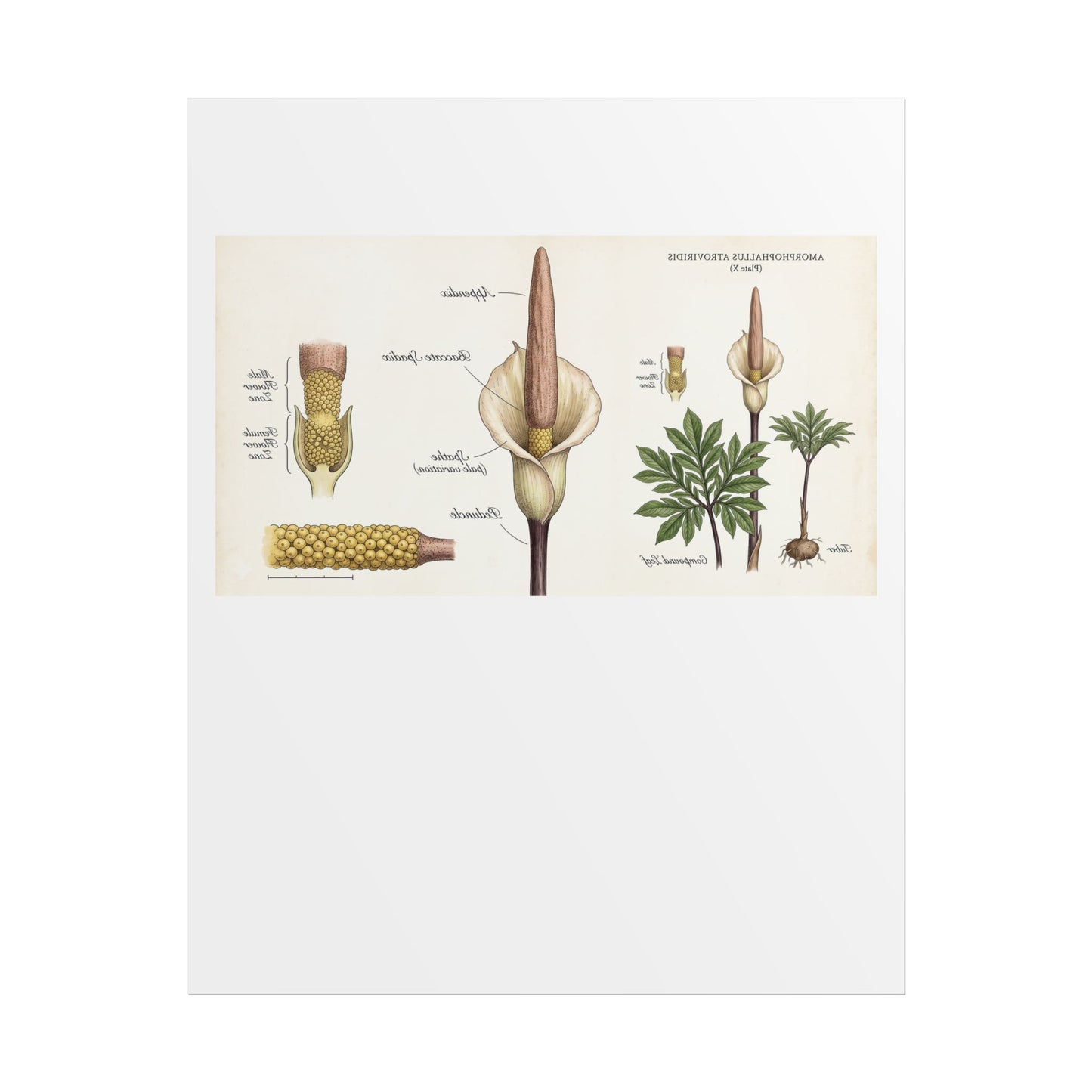 Botanical Anatomy Poster — Vintage Arum/Araceae Plant Illustration (Rolled Poster)