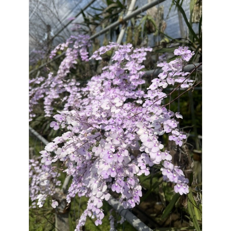 Ionopsis utricularioides
