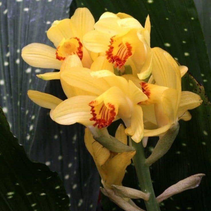 Phaius flavus(leaves spotted) - PotPlantPetal