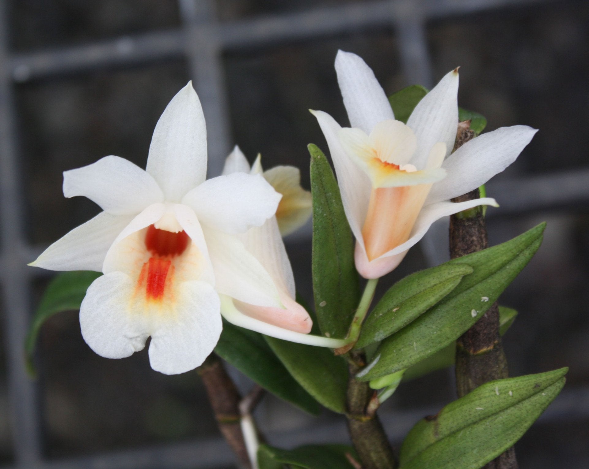 Dendrobium christyanum
