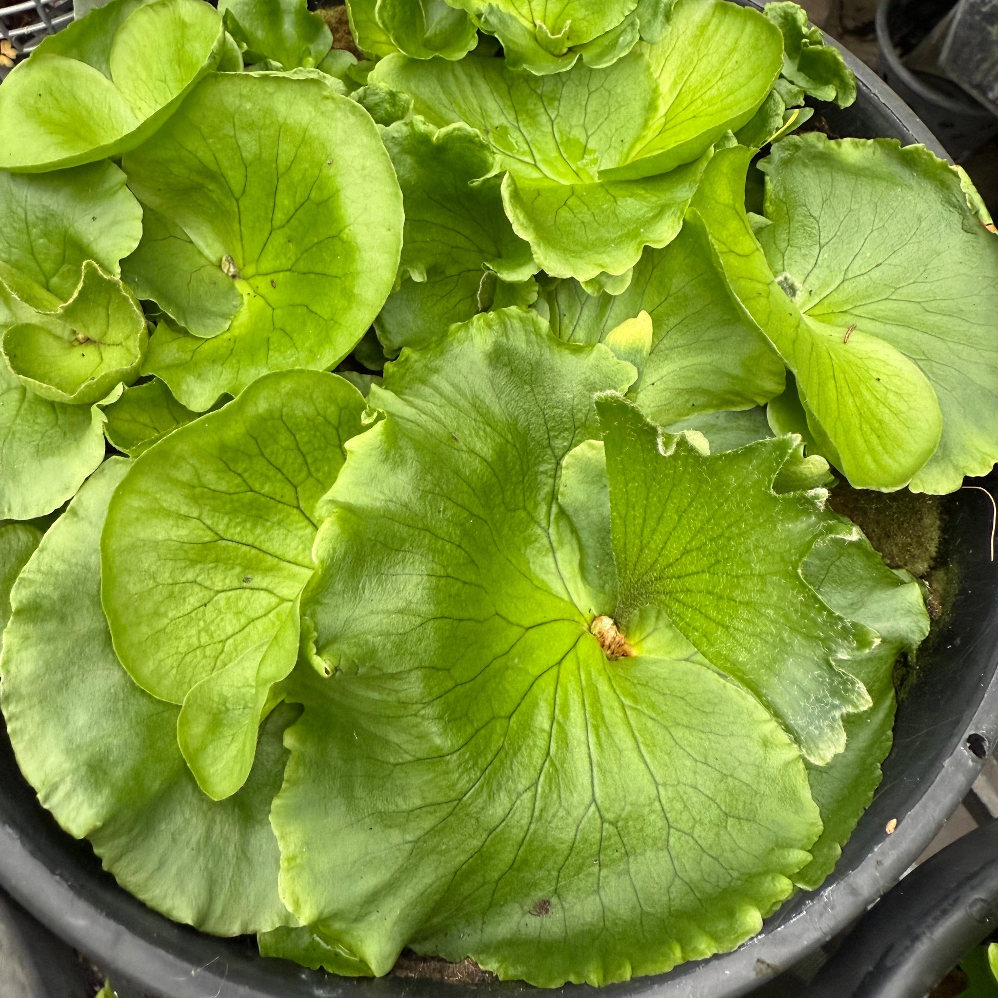 Platycerium madagascariense 1 plant Ridley’s Staghorn Fern Collection for home and Garden Fern - PotPlantPetal
