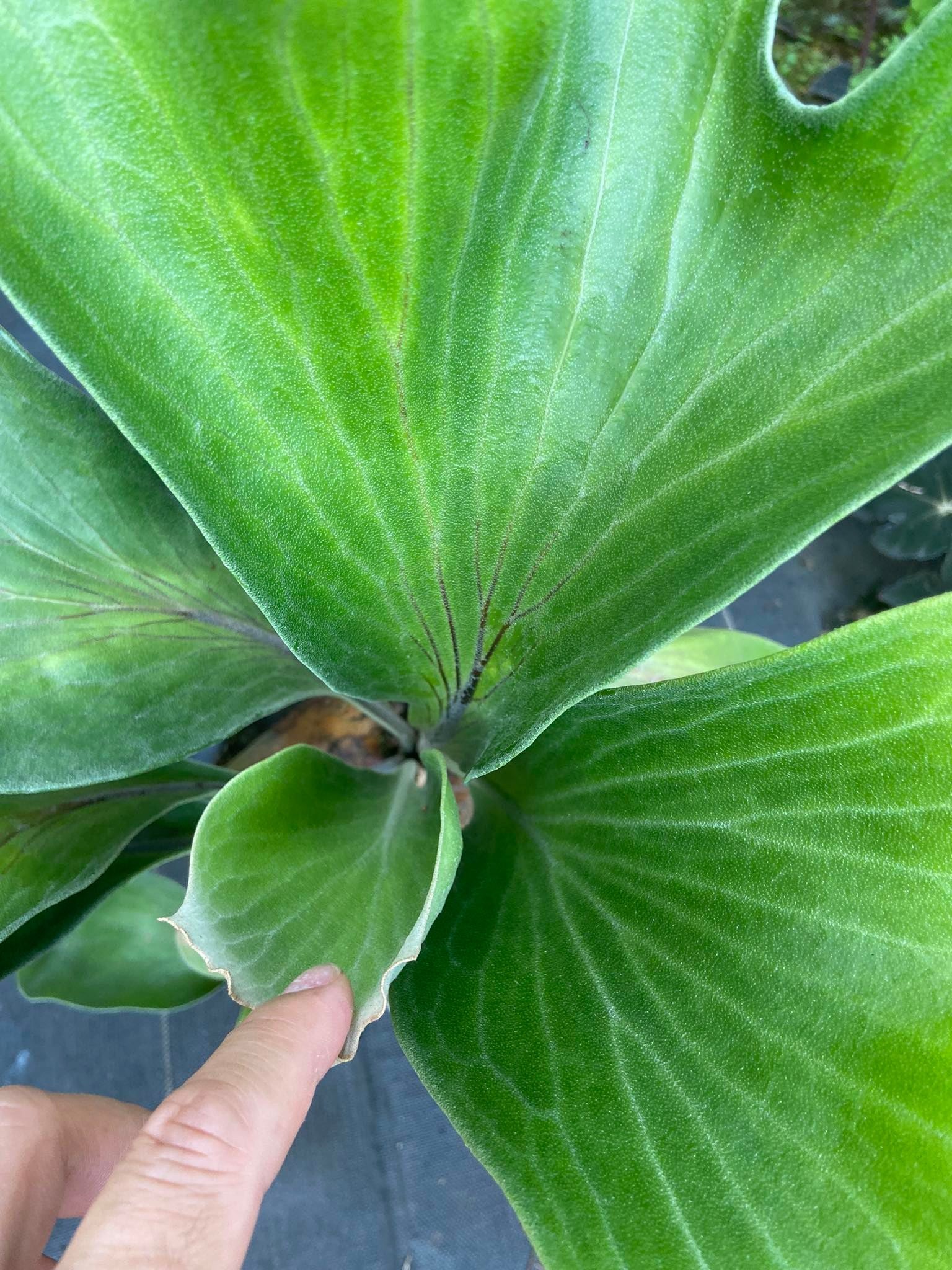 Platycerium hillii dragon - PotPlantPetal