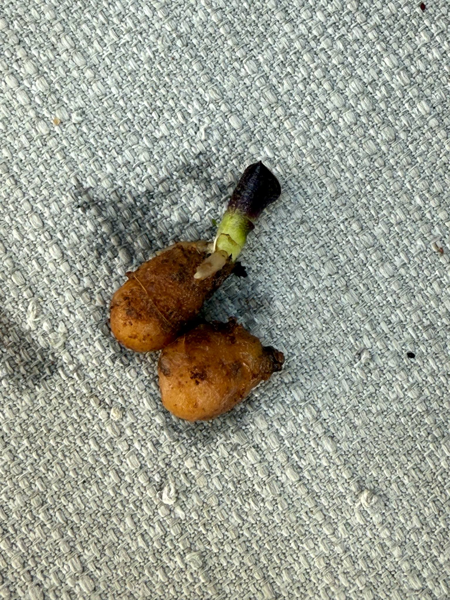 Sirindhornia monophylla (Jewel orchid) 1 tuber - PotPlantPetal