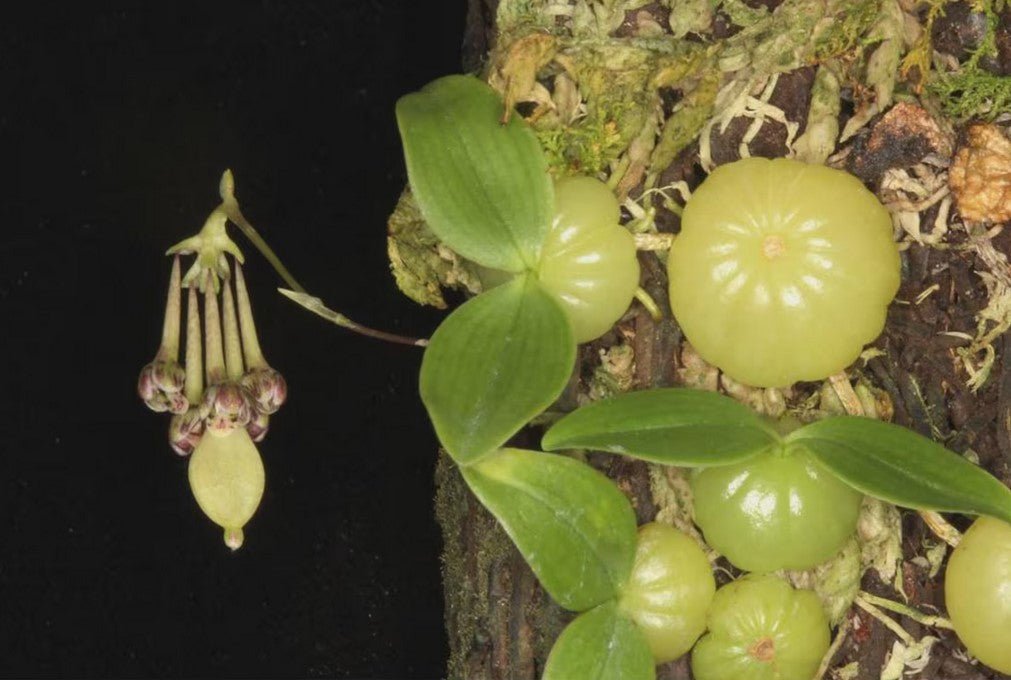 Bulbophyllum physometrum - PotPlantPetal