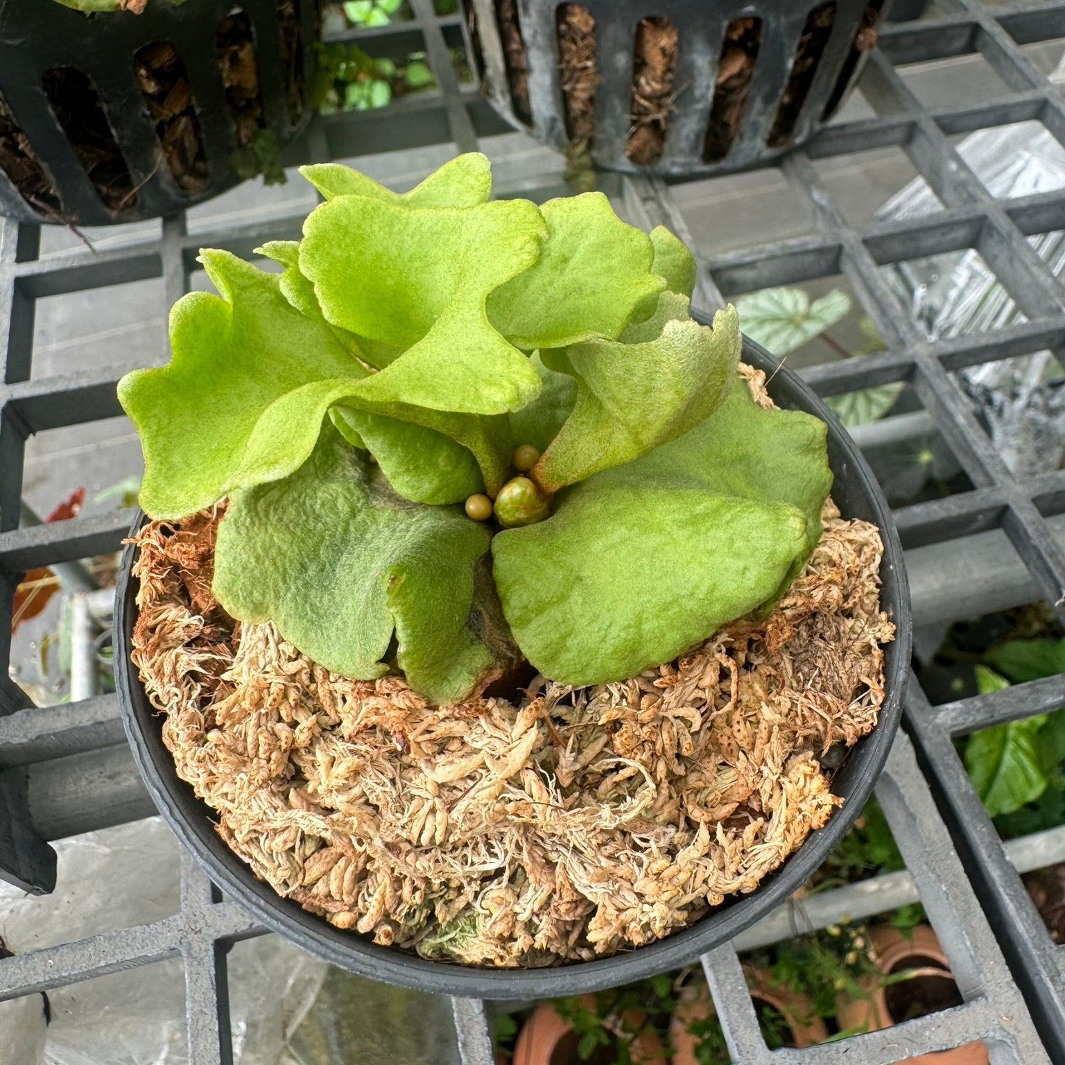 platycerium ridleyi silver dwarf - PotPlantPetal
