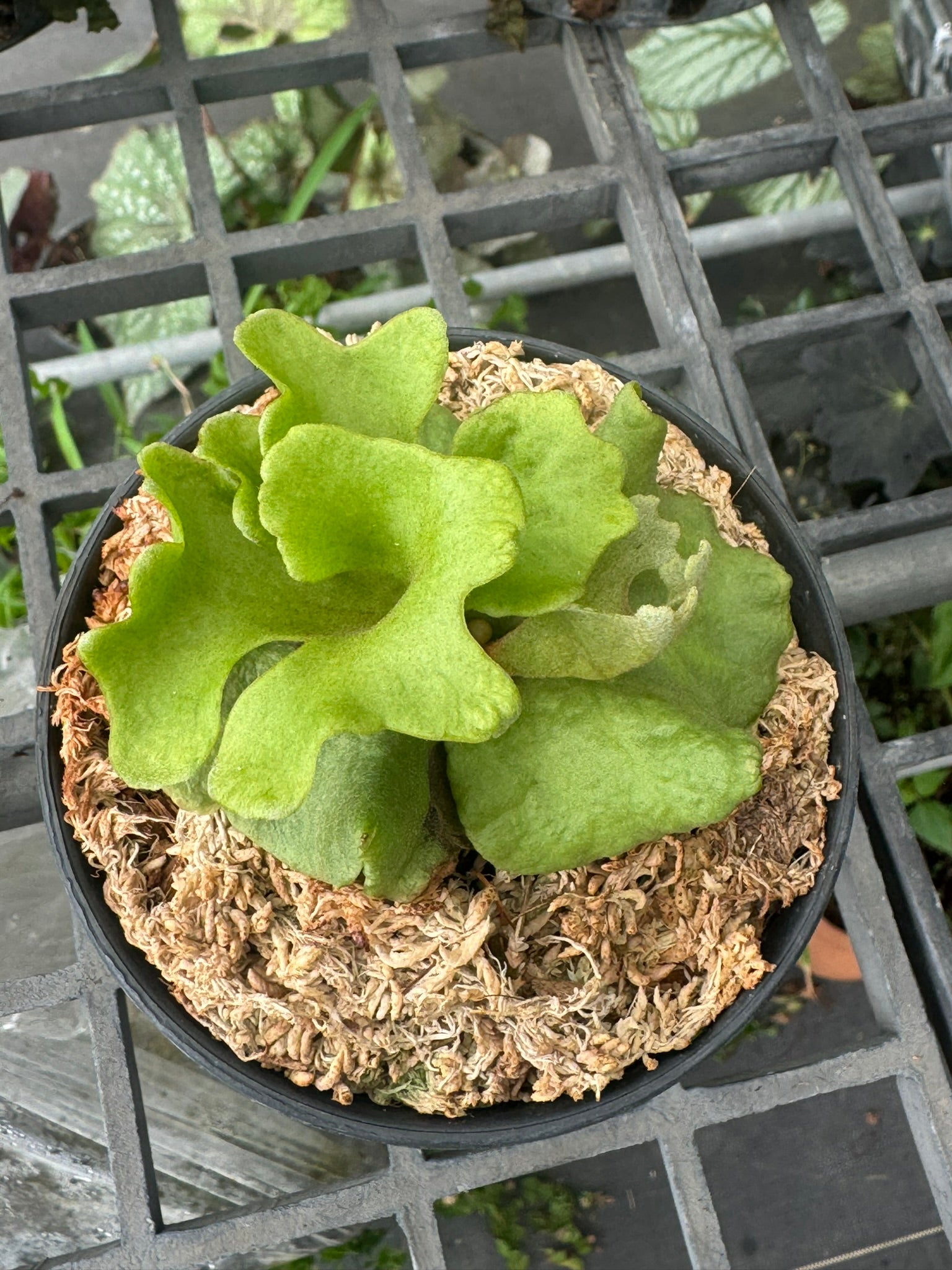 platycerium ridleyi silver dwarf - PotPlantPetal