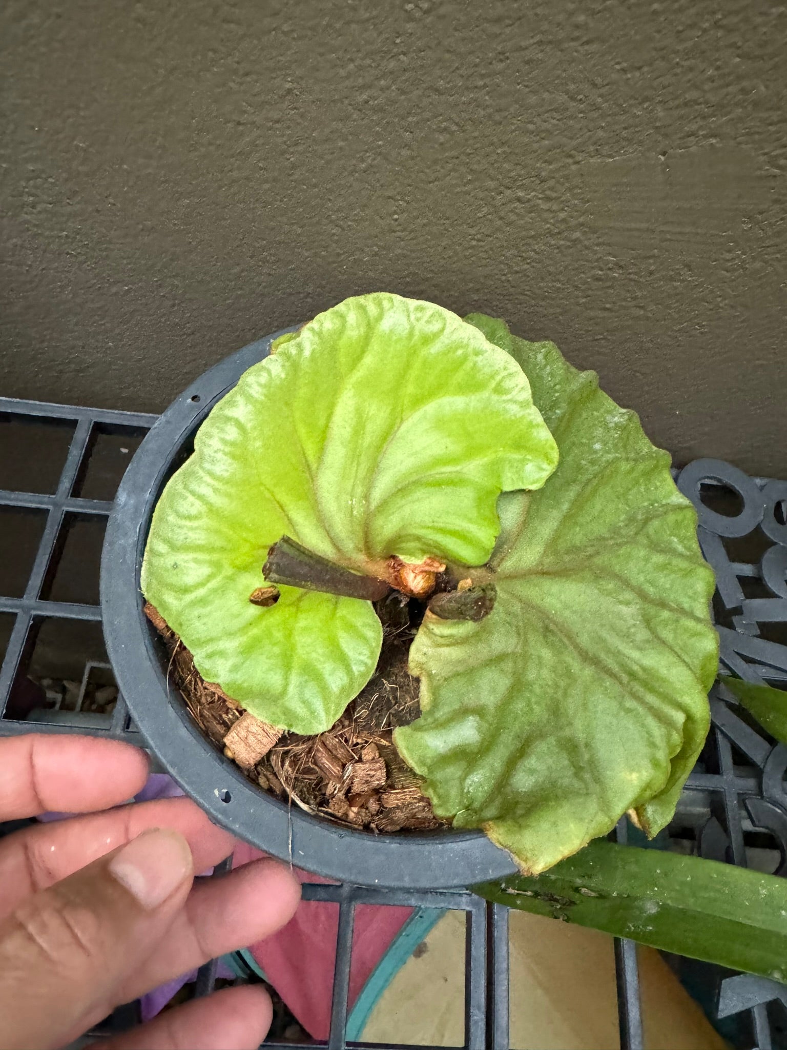 Platycerium ridleyi (Ridley’s Staghorn Fern) - PotPlantPetal