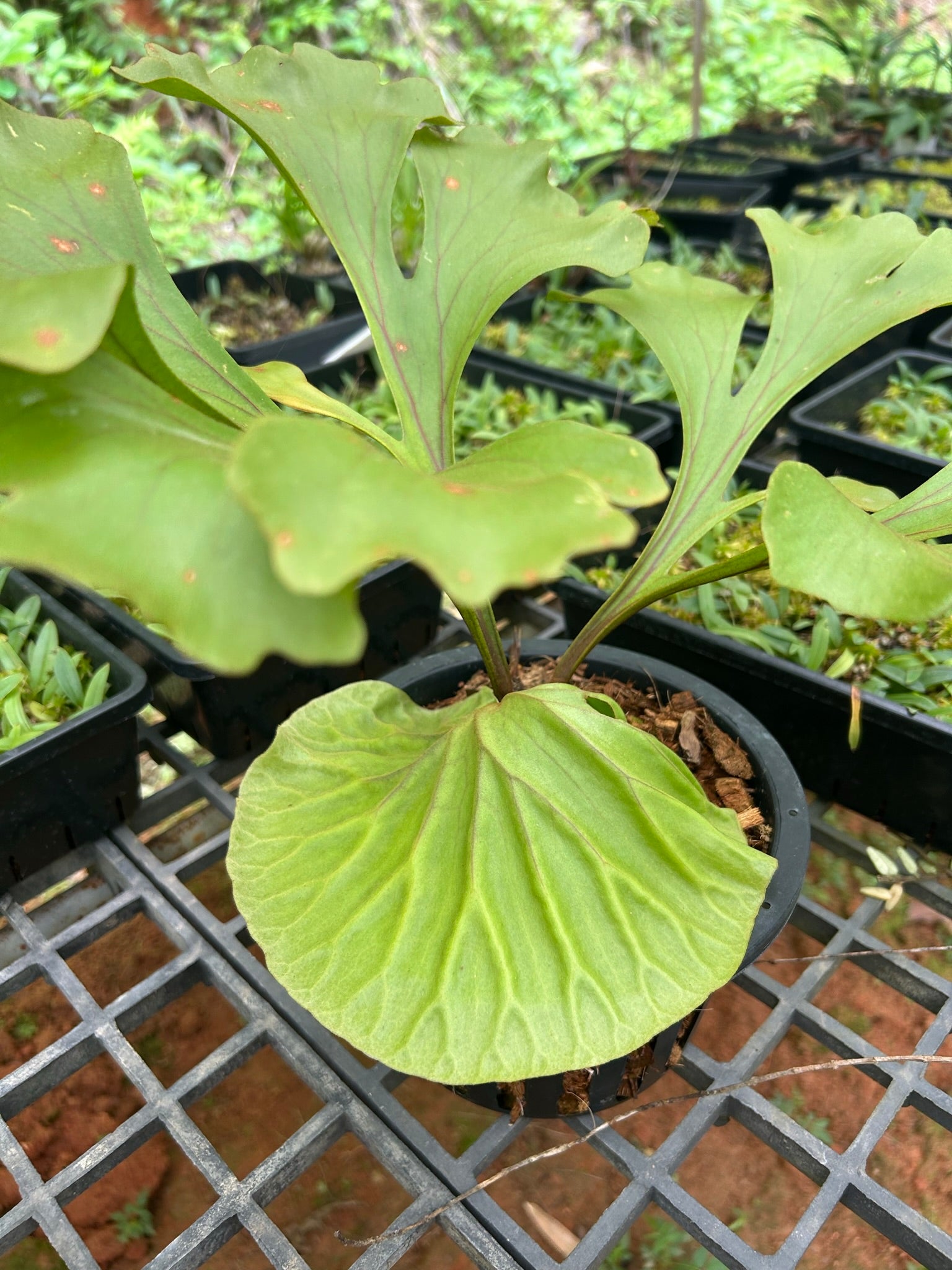 Platycerium ridleyi (Ridley’s Staghorn Fern) - PotPlantPetal
