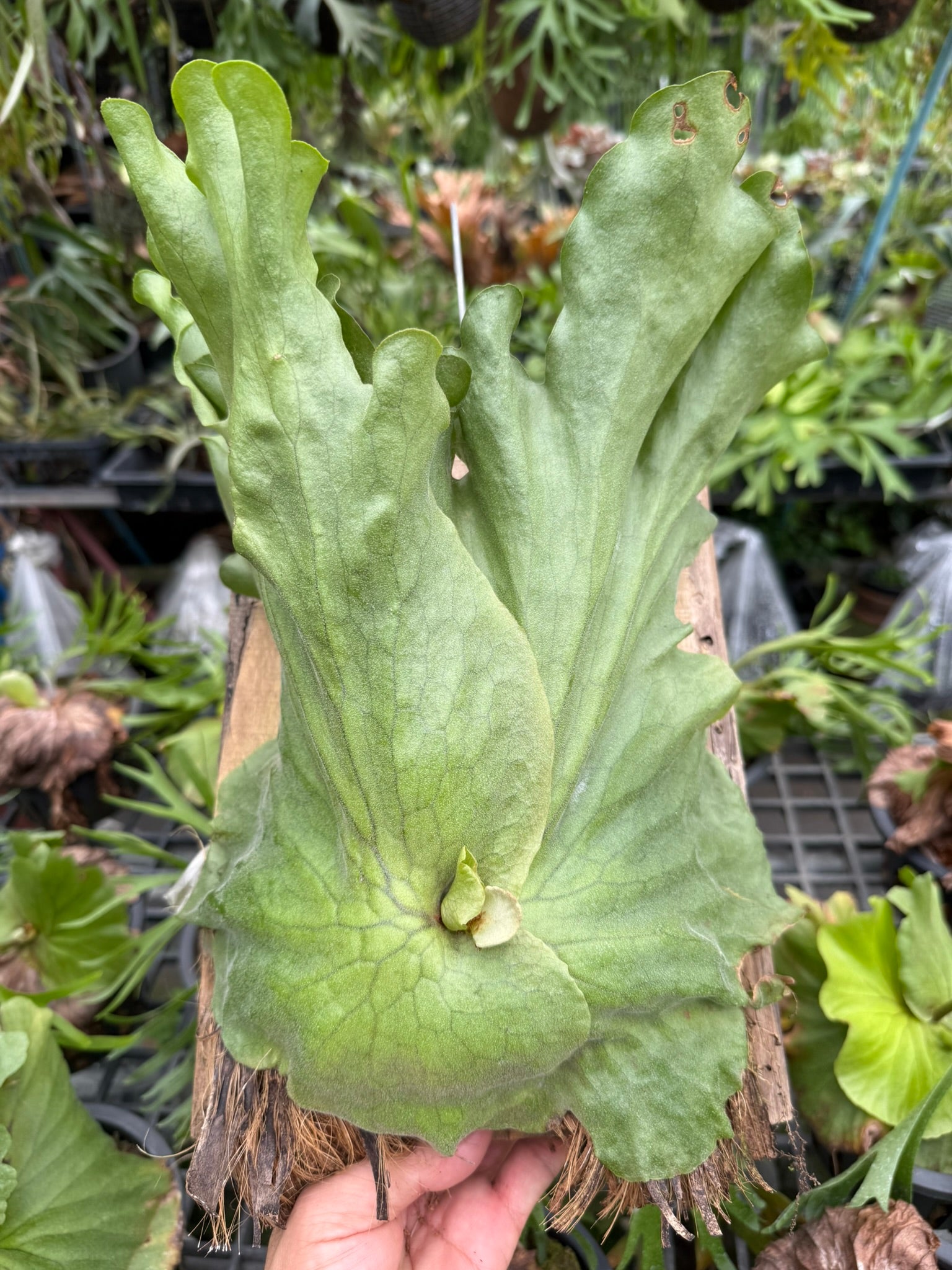 Platycerium grande