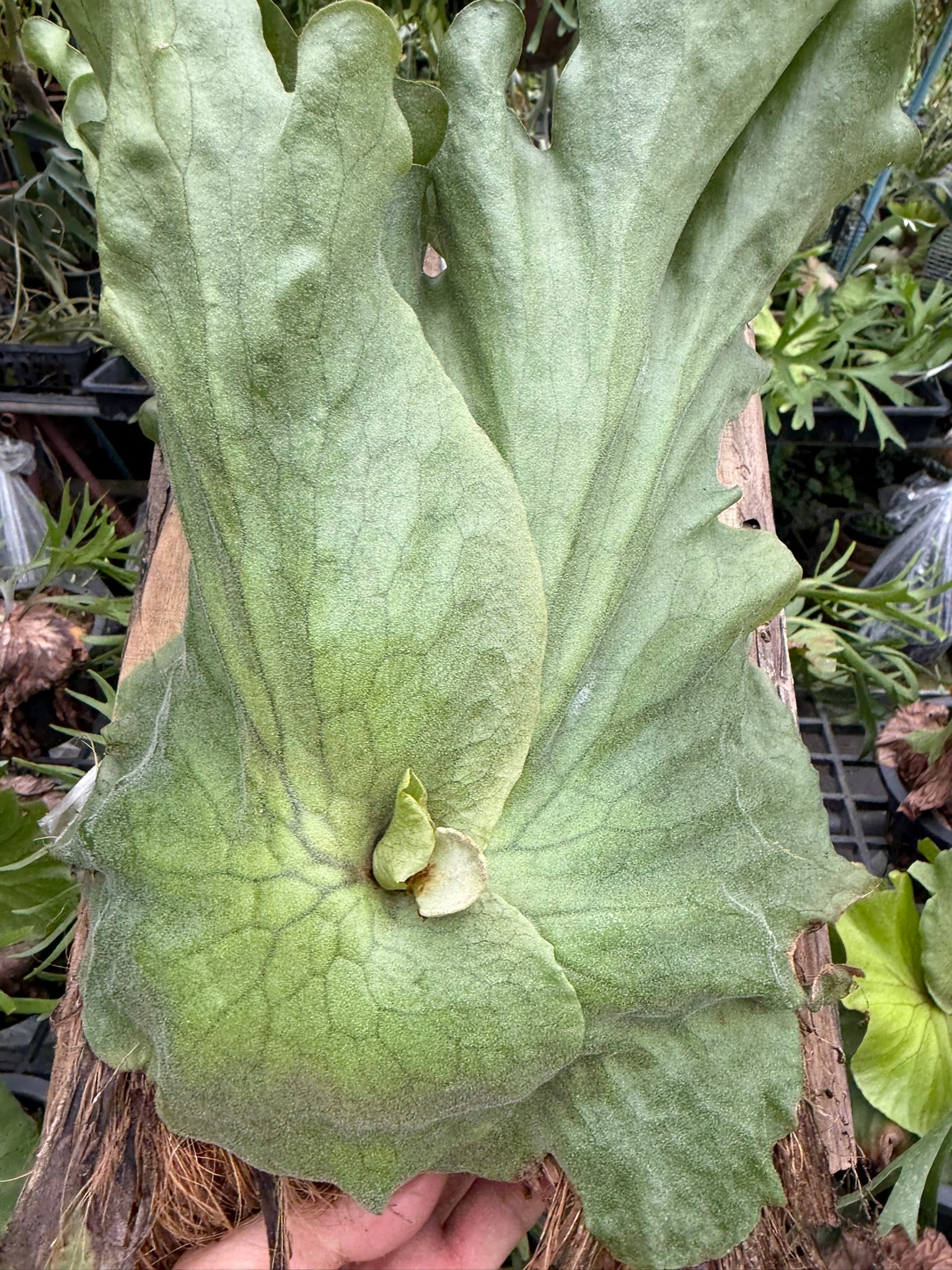Platycerium grande