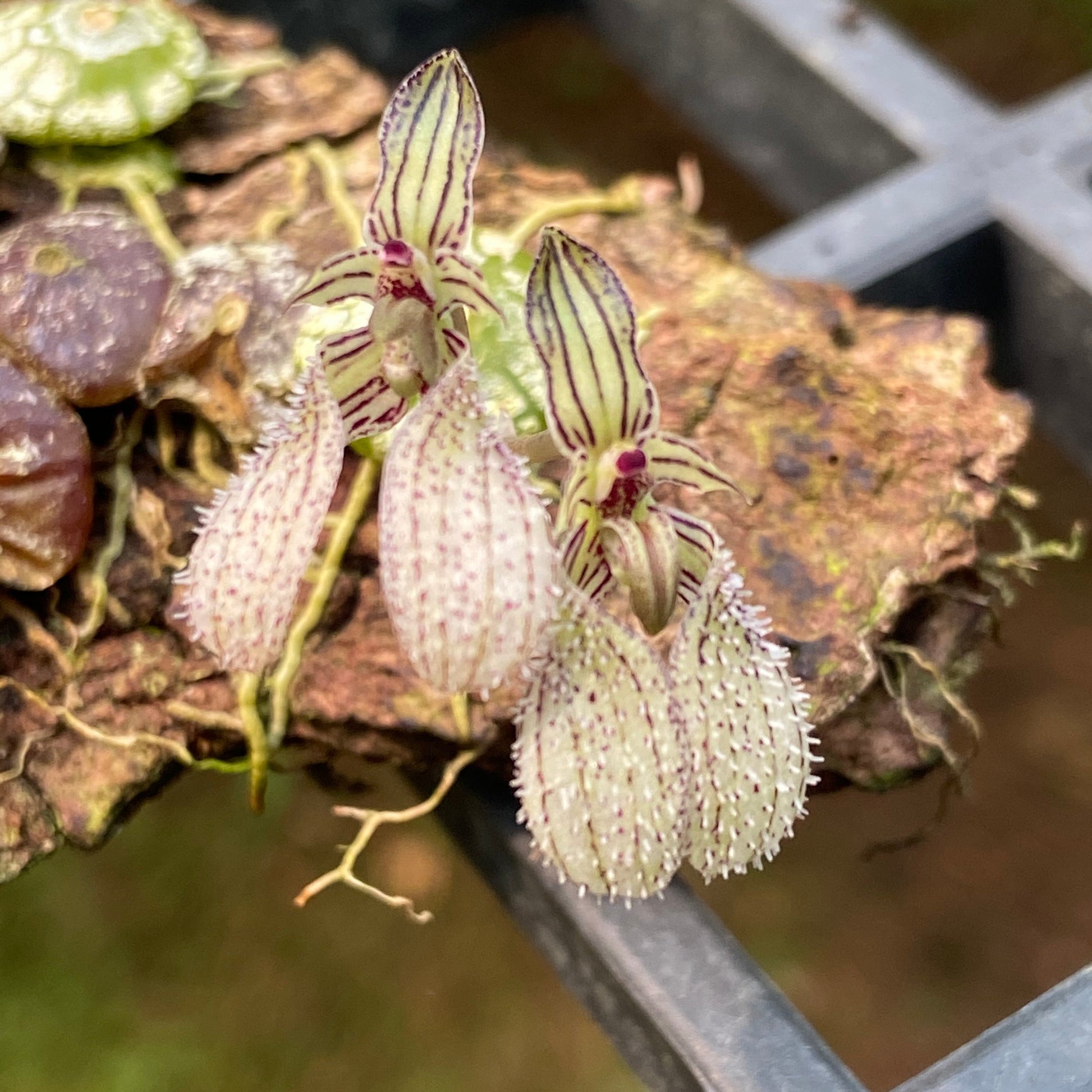 Bulbophyllum polliculosum - PotPlantPetal