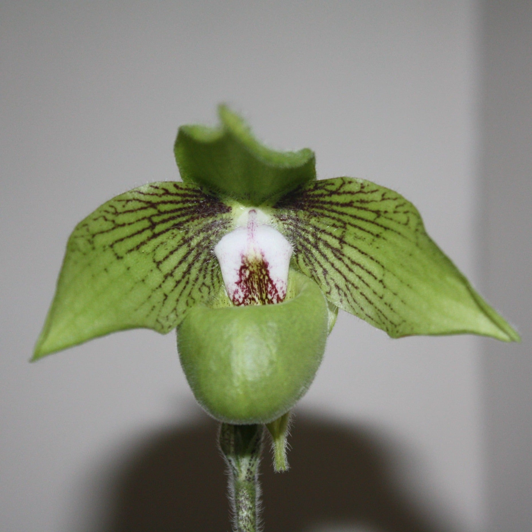 Paphiopedilum jackii - PotPlantPetal
