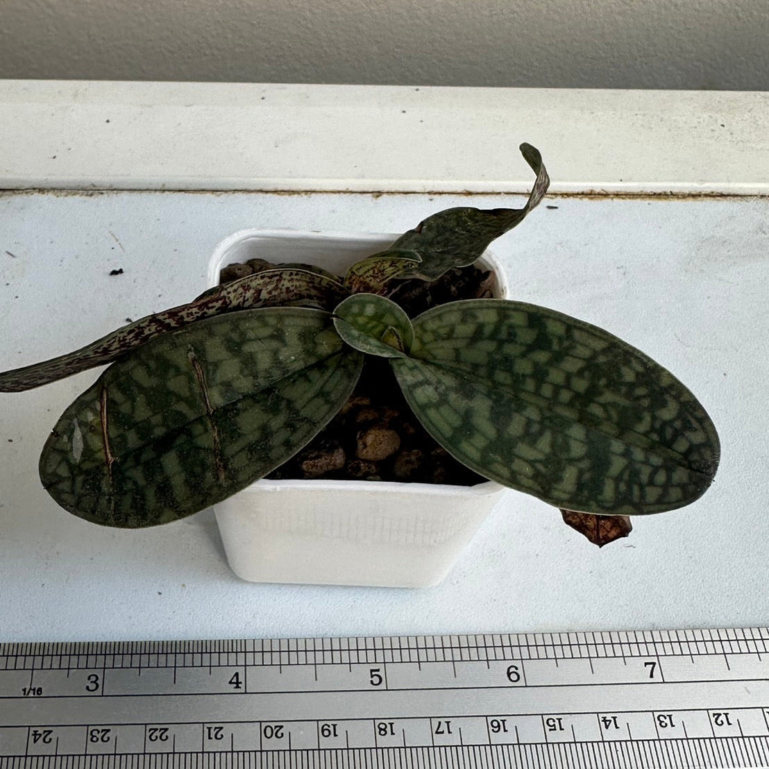 Paphiopedilum canhii