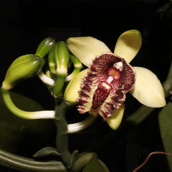 Vanilla cardinalis (Vanilla atropogon) - PotPlantPetal