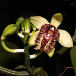 Vanilla cardinalis (Vanilla atropogon) - PotPlantPetal