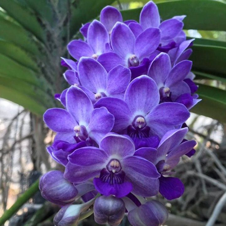 Orchid Rhynchostylis gigantea blue 2 plant beautiful tropical Orchid foxtail orchid pot size 1" seedling size - PotPlantPetal