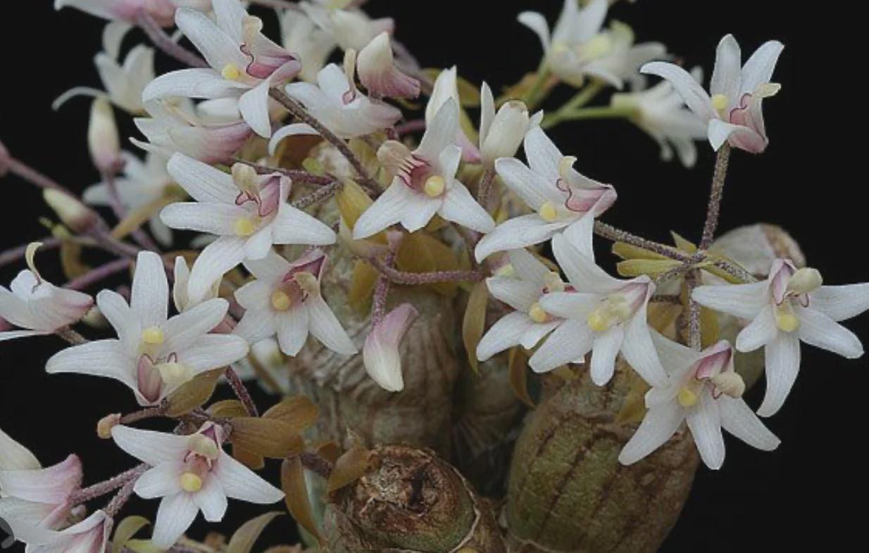 orchid Eria obesa 1 plant orchid home garden collection coelogyne
