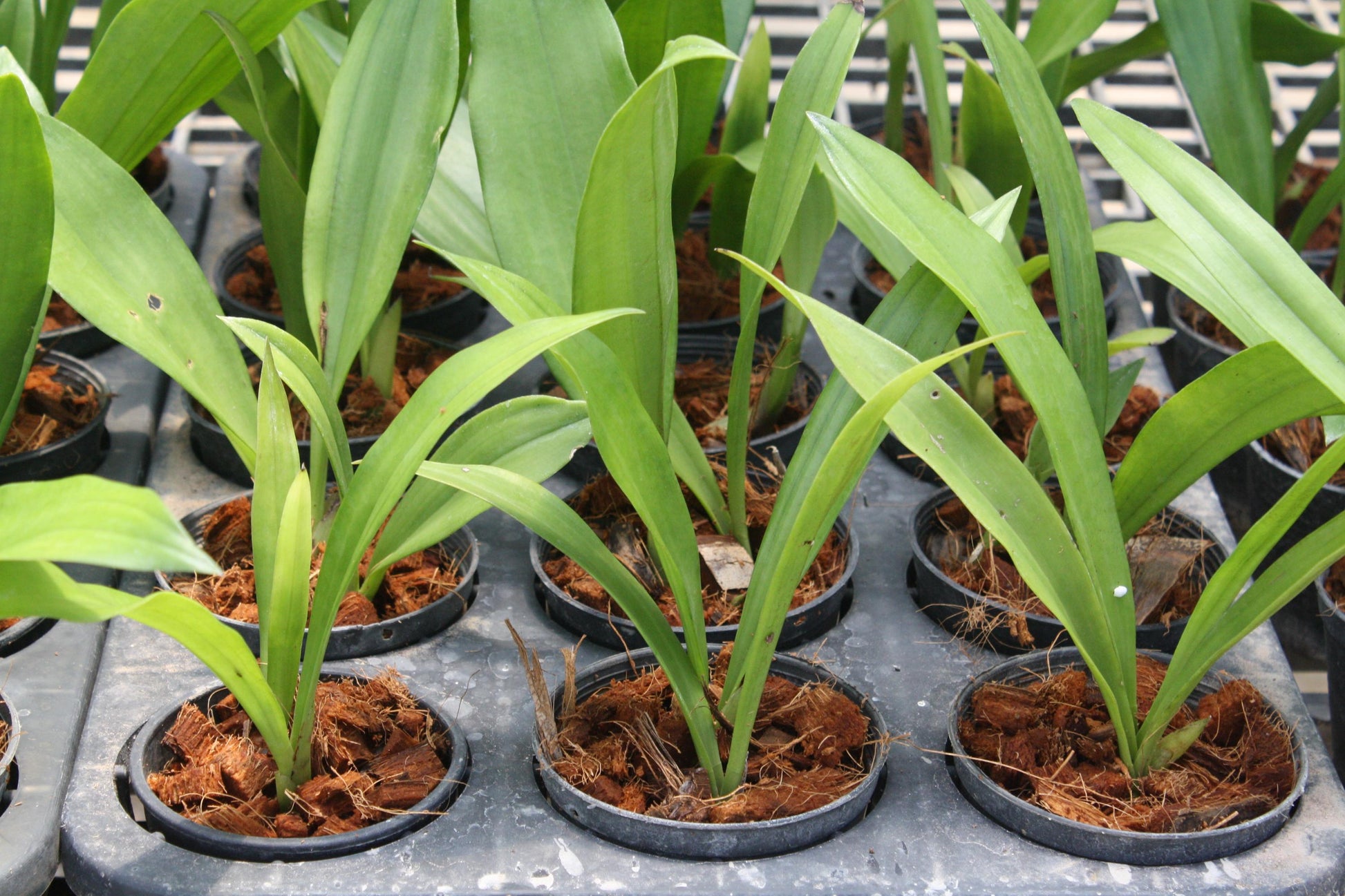 Orchid Eria javanica pink flower 1 plant orchid collection Coelogyne