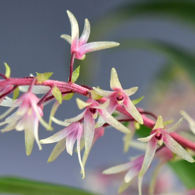 Orchid Eria javanica pink flower 1 plant orchid collection Coelogyne