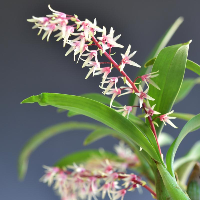 Orchid Eria javanica pink flower 1 plant orchid collection Coelogyne