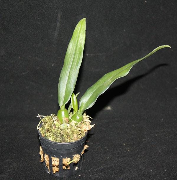 Trias(Bulbophyllum) disciflora