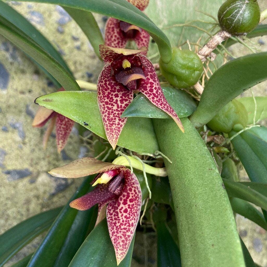 Trias(Bulbophyllum) disciflora