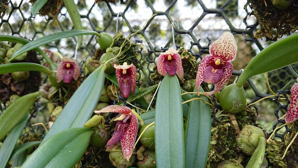 Trias(Bulbophyllum) disciflora