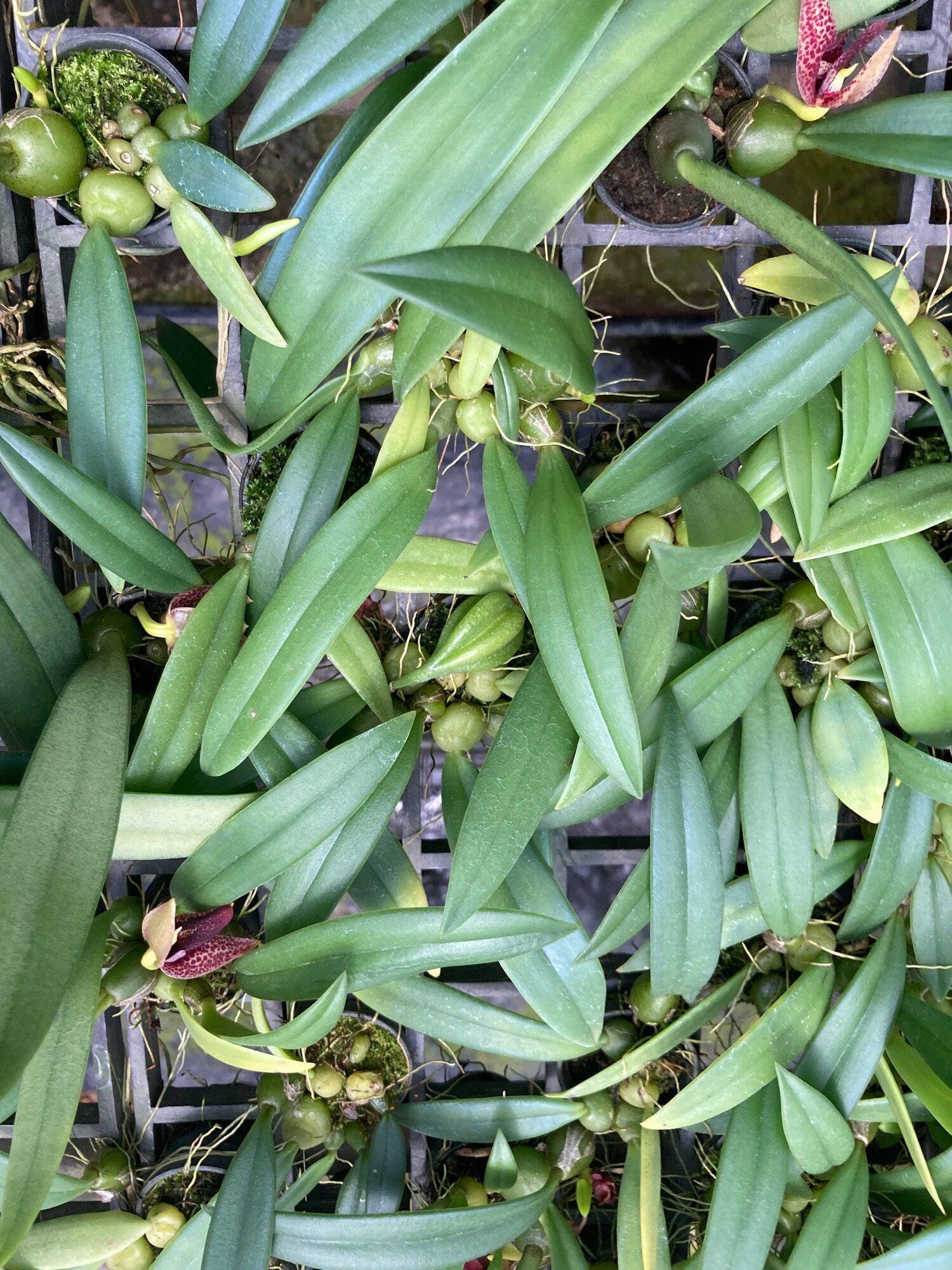 Trias(Bulbophyllum) disciflora