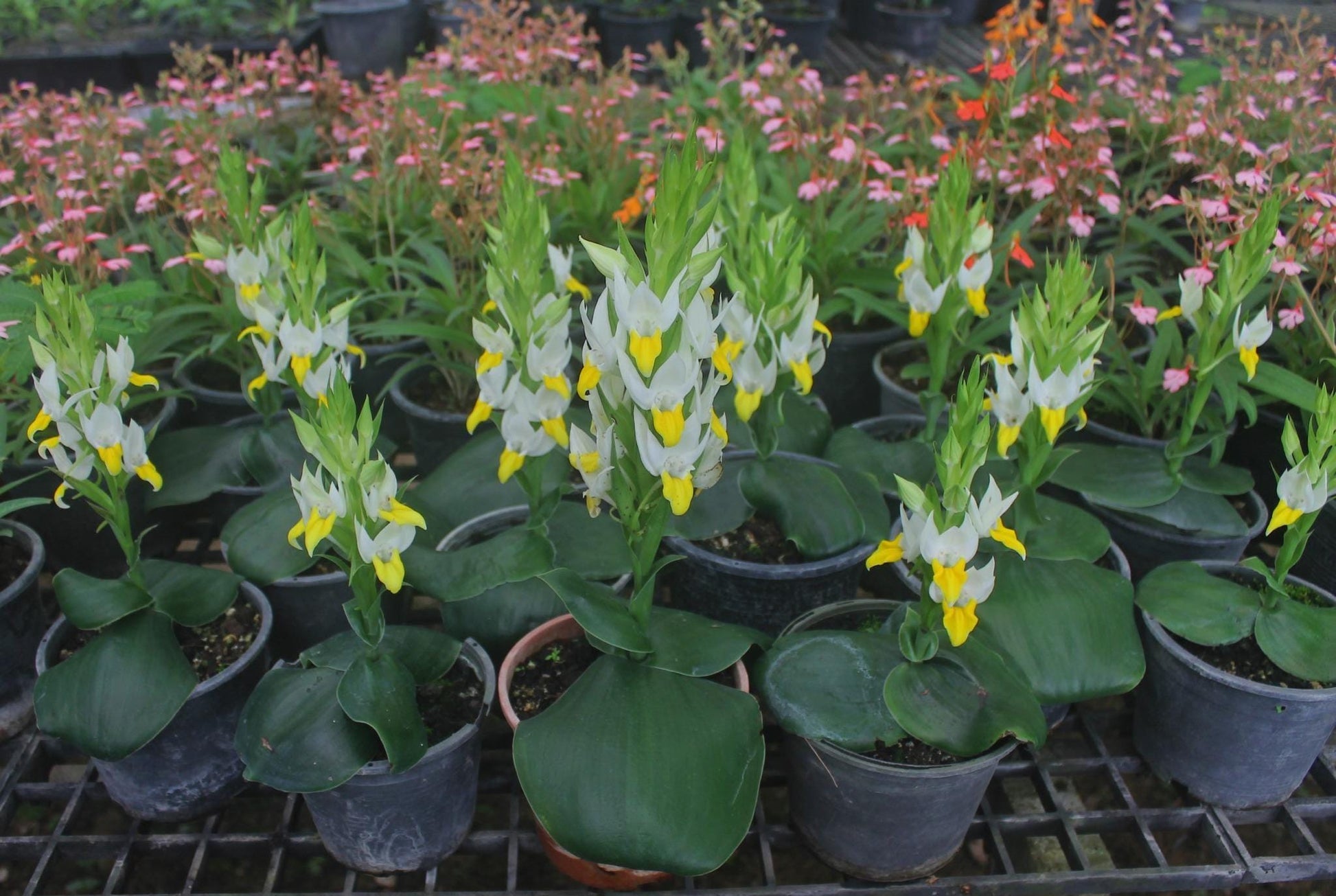 Pecteilis sagarikii Orchid Tuber - Tropical Terrestrial Plant Habenaria