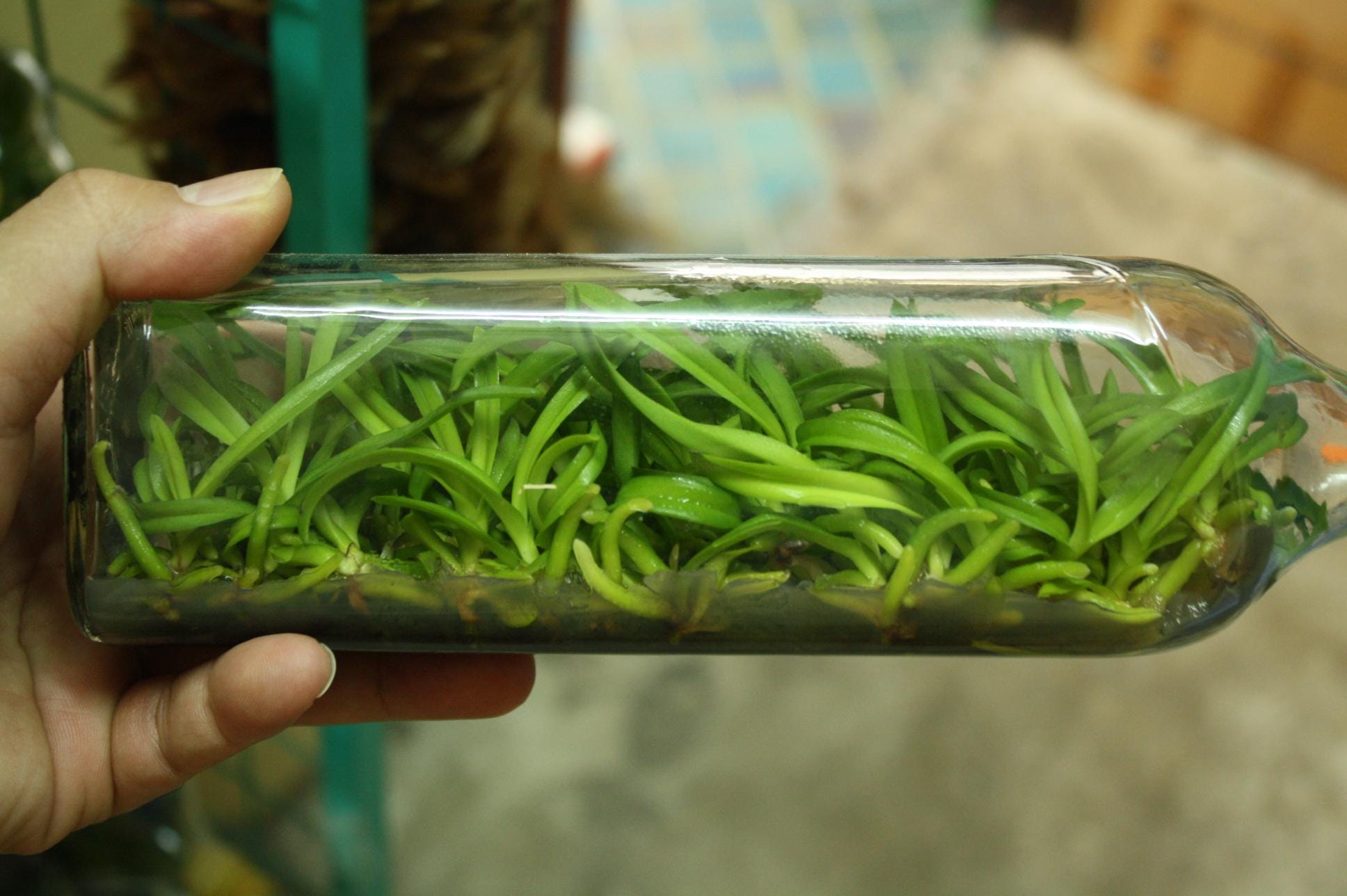 Vanda coerulea  1 plant Blue Vanda orchid Vanda orchid Orchidaceae Epiphytic orchid Orchid species