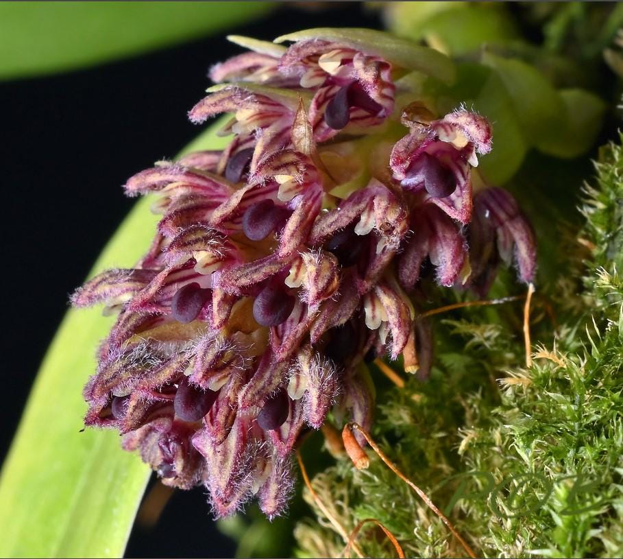 Bulbophyllum dhaninvattii Orchid - Home Garden Plant