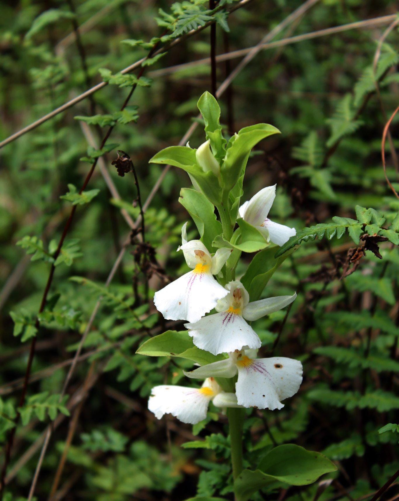 Brachycorythis Orchid Tuber: Terrestrial Ground Orchid Habenaria