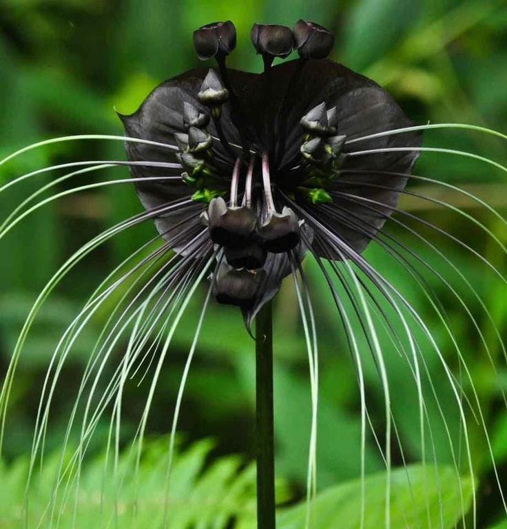 Black Bat Flower Rhizome Division: Tacca Chantrieri, Devil Flower