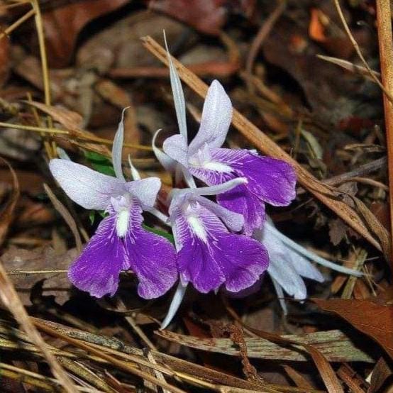 ZINGIBERACEAE Kaempferia rotunda pink - PotPlantPetal Co.