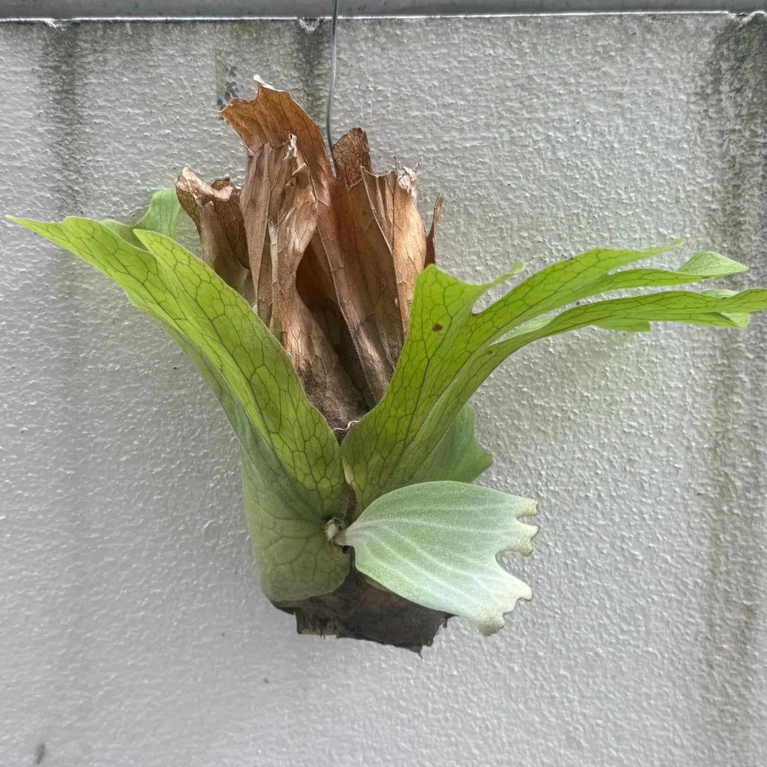 Platycerium wallichii - PotPlantPetal