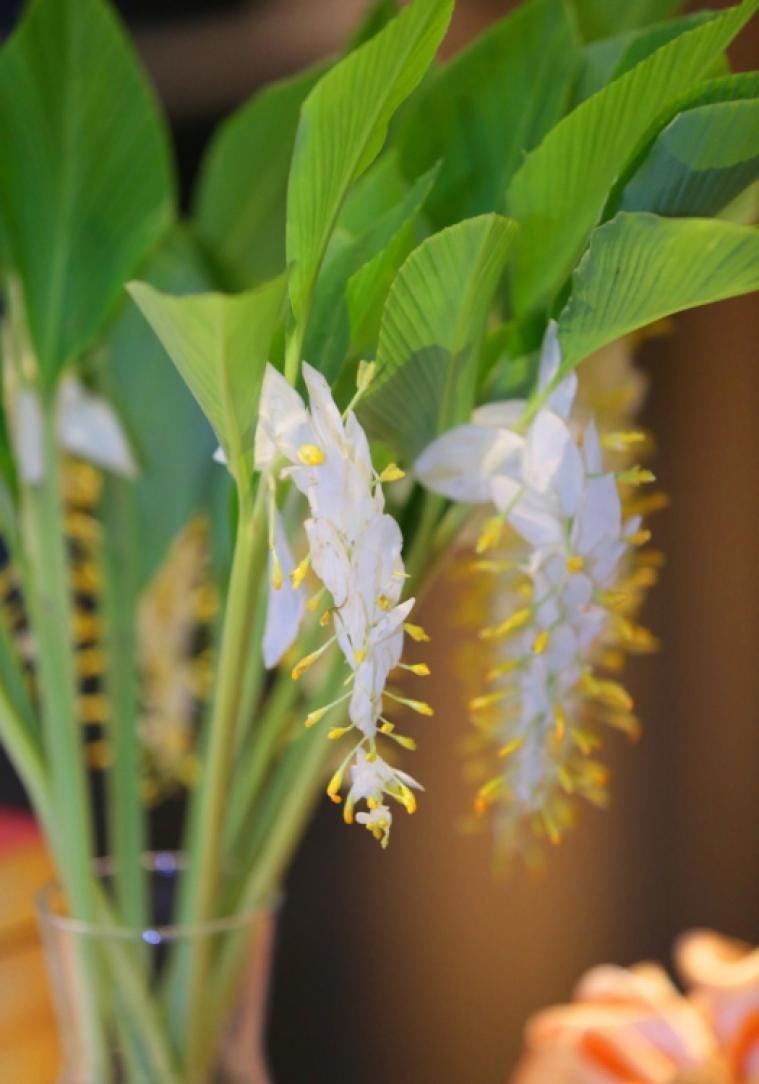 WHITE Globba winitii - PotPlantPetal Co.