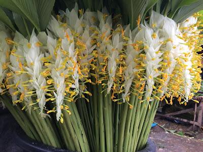 WHITE Globba winitii - PotPlantPetal Co.