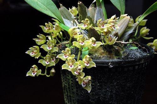 Thecopus maingayi (Coelogyne,Eria)