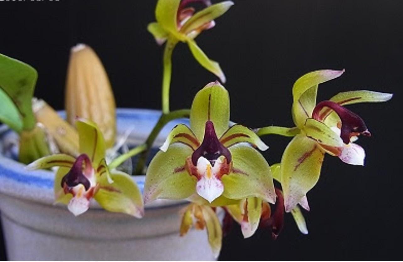 Thecopus maingayi (Coelogyne,Eria)