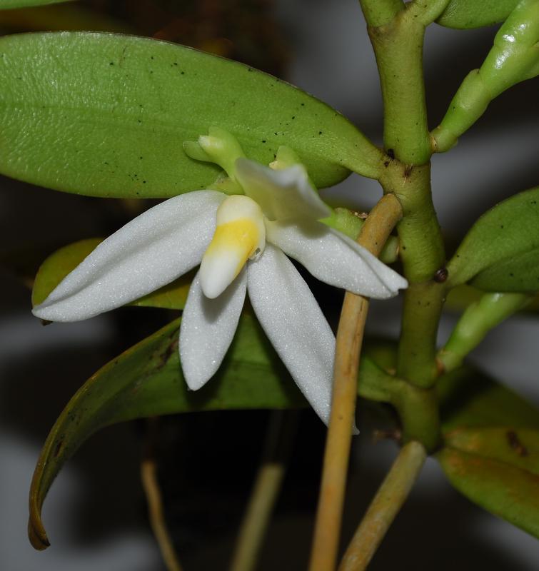 Thrixspermum calceolus  (Vanda)