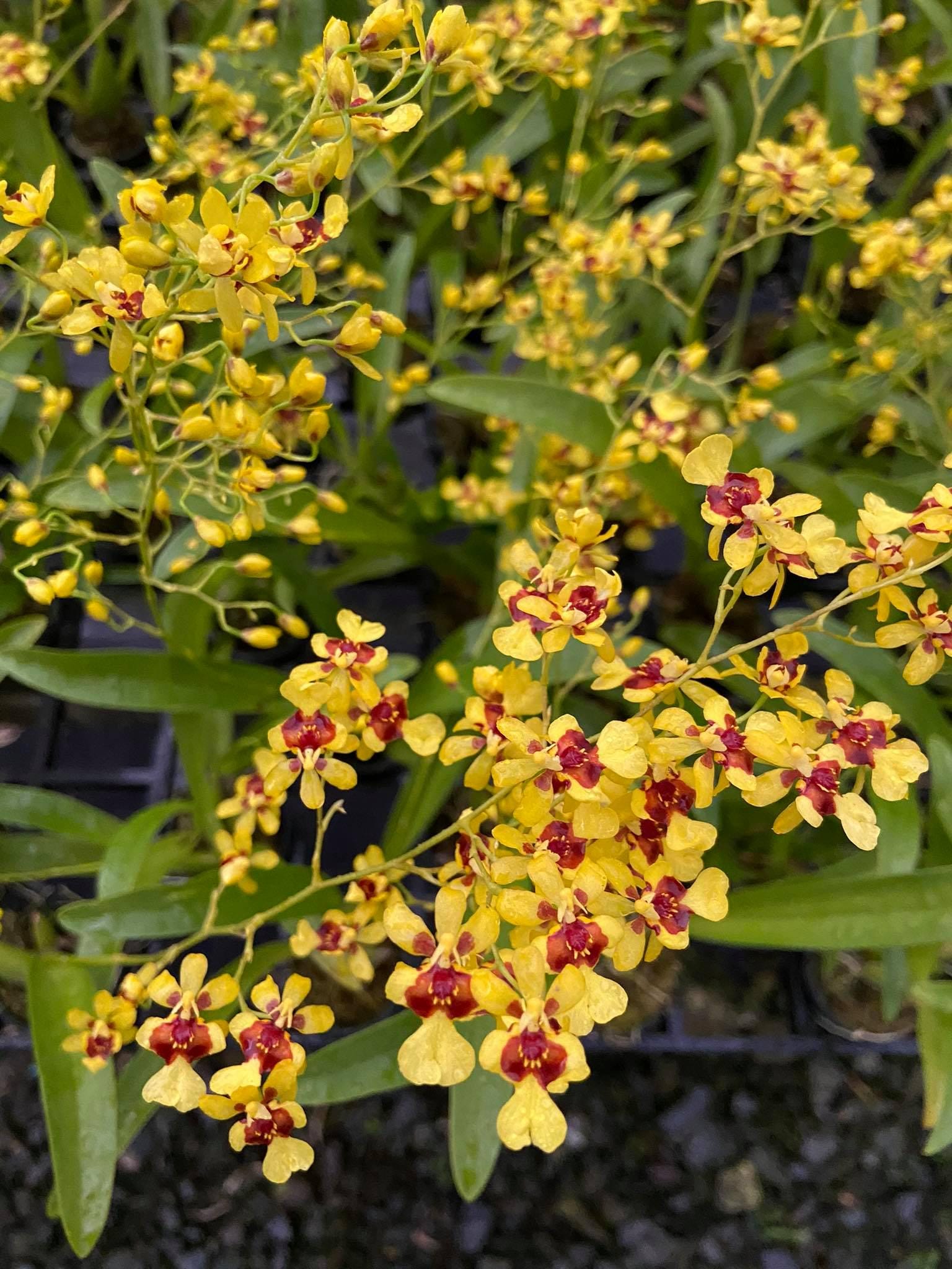 Oncidium Twinkle yellow/red