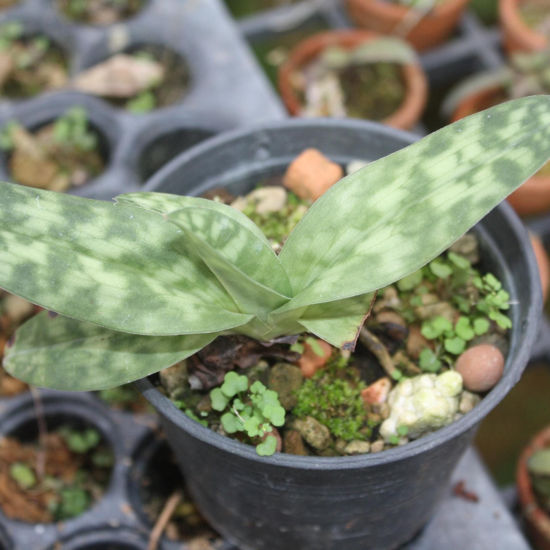 Paphiopedilum callosum - PotPlantPetal