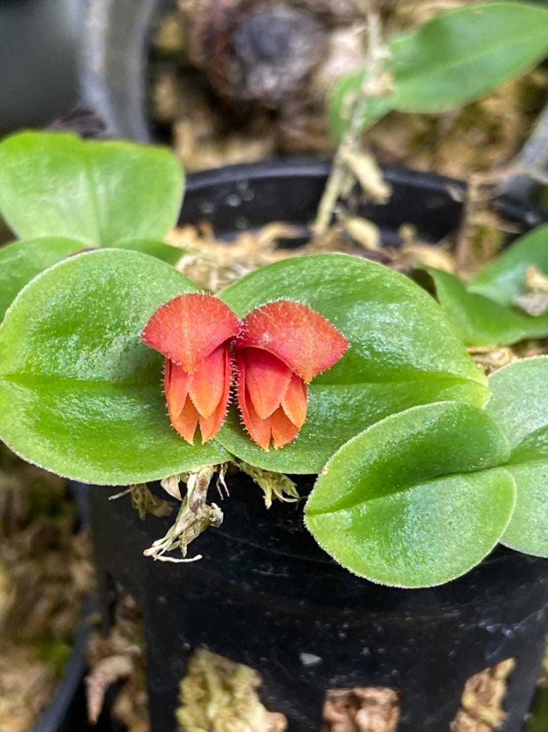 Porpax ustulata 1 plant orchid species small size , plant for home & garden Terrarium orchid Miniature orchid - PotPlantPetal