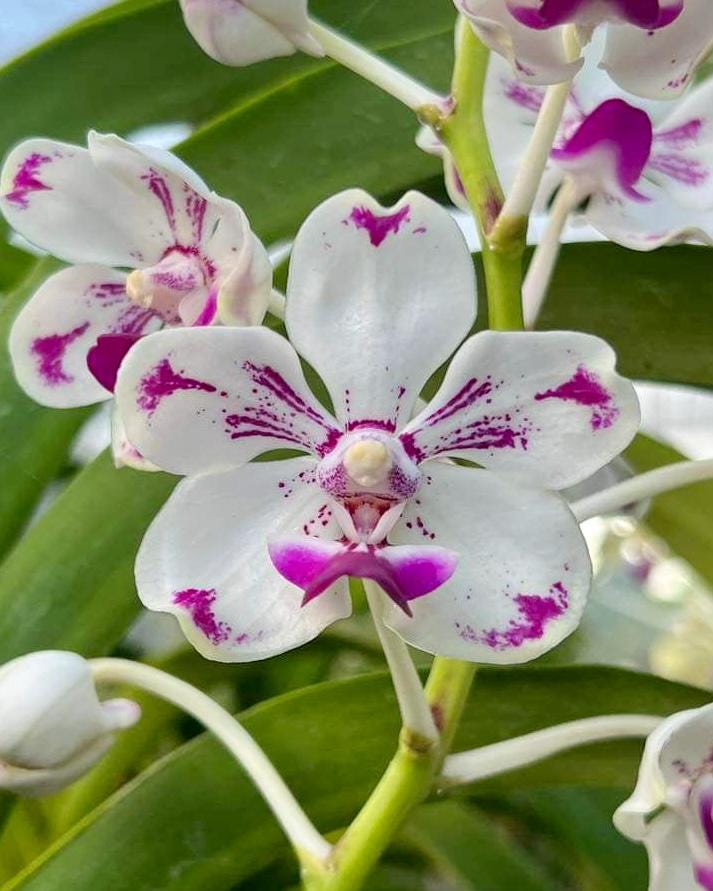 Vanda luzonica